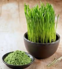 Wheat Grass Powder