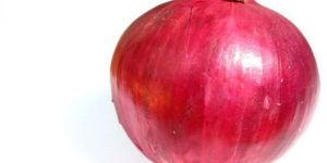 Onion