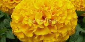 Marigold Flowers