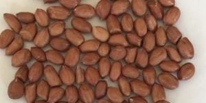 Peanut Kernel