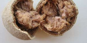 Kabeet/Limonia acidissima / wood apple