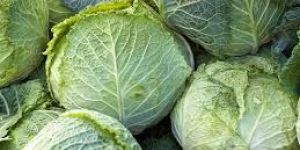 Cabbage