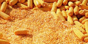 Yellow Maize