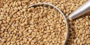 Wheat Seeds