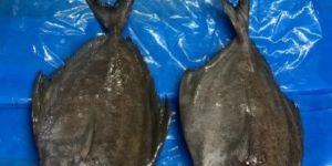 Frozen Black Pomfret