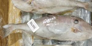 Frozen Leather Jacket Fish