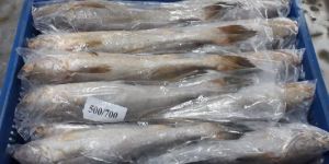 FROZEN TIGER TOOTH CROACKAR