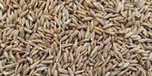 Jeera Seeds
