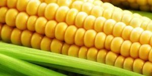 Yellow Corn