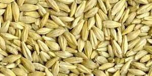 Barley