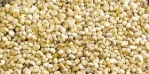 Grain Sorghum