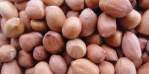Groundnut