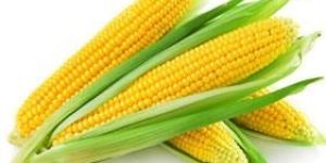 Maize