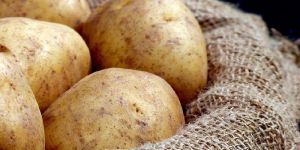 Fresh Potato