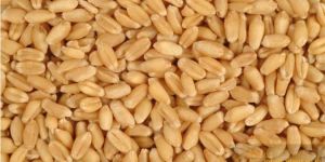 Wheat