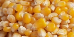 Yellow Maize