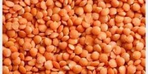 Red Lentil