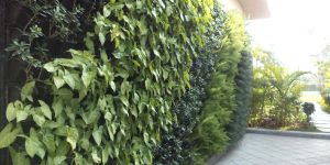 Vertical Gardens Designing Service