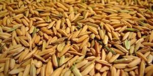 Basmati Seeds