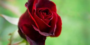 Hot Red Rose