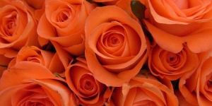 Tropical Amazon Rose