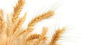 Wheat