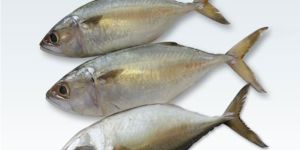 Mackerel Fish