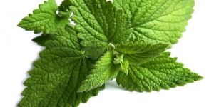 Mint Leaves
