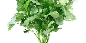 Parsley