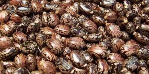 Castor Seed