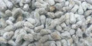 Cotton Seed