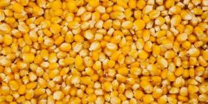 Raw Maize