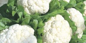 Cauliflower
