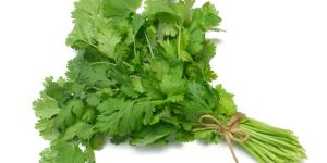 Coriander