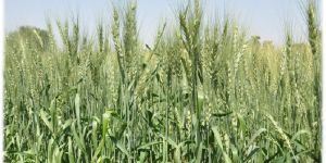 Wheat