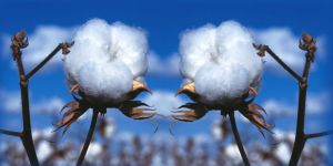 Cotton