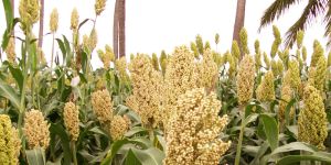 Sorghum
