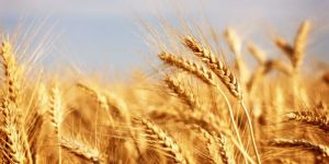 Wheat