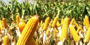 Maize