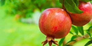 Pomegranate