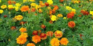 Blue Flag Iris Flowers