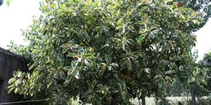 Cassia Fistula, Golden Shower Tree, Bahava Plant