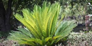 Cyperus Papyrus Plant
