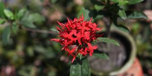 Exotic Pansies Flowers