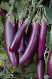 Long Brinjal
