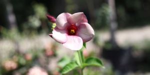Magical Marigolds Flowers