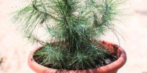 Plumeria, Champa Yellow Plant