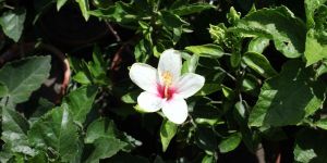 Sunny Summer Flowers