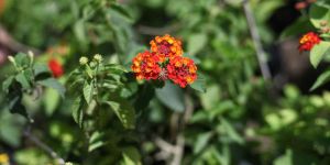 Wonderful Winter Flowers