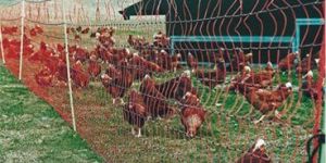 Poultry Nets